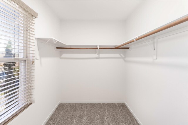 walk in closet featuring carpet flooring