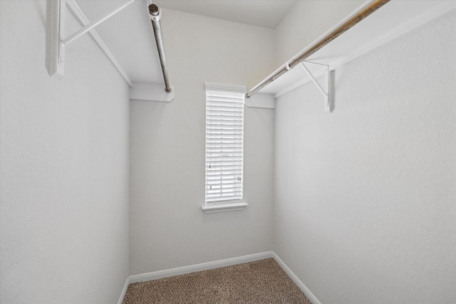 walk in closet featuring carpet floors