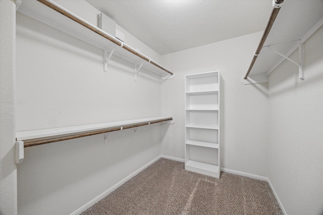 spacious closet featuring carpet