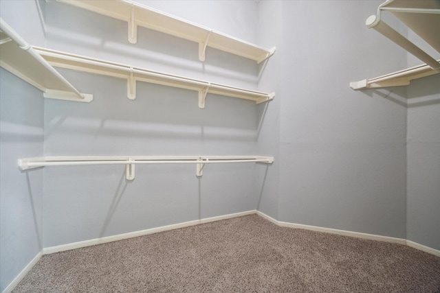 walk in closet with carpet floors