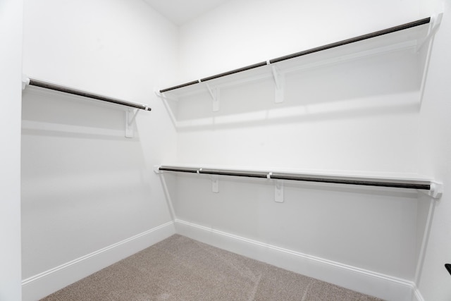 walk in closet with carpet floors