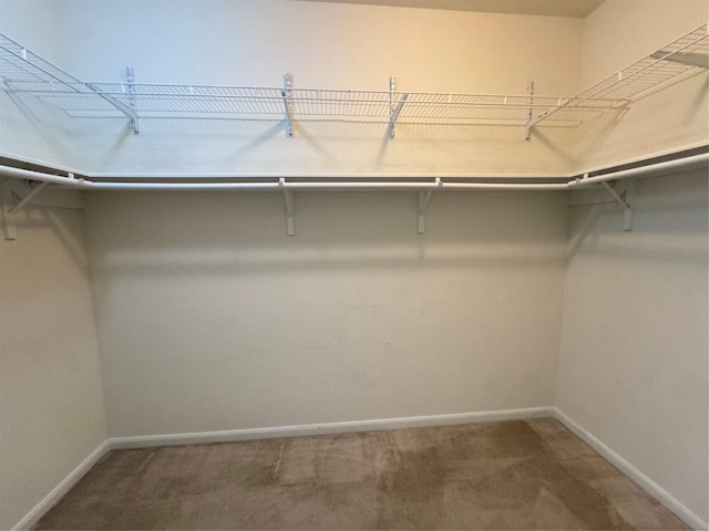 walk in closet with carpet flooring