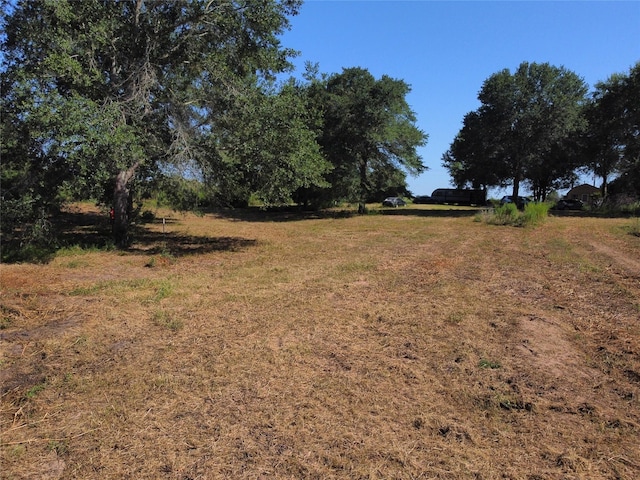 view of local wilderness