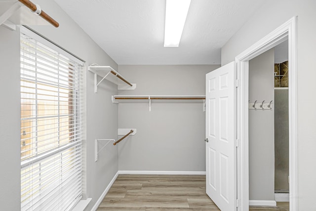 spacious closet featuring light wood finished floors