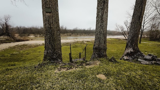 view of local wilderness