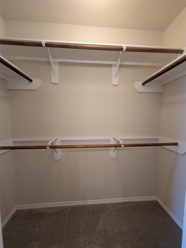 spacious closet featuring carpet flooring