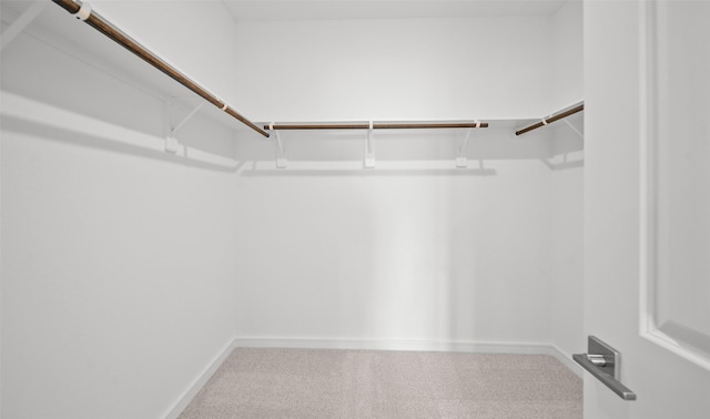 walk in closet featuring carpet floors