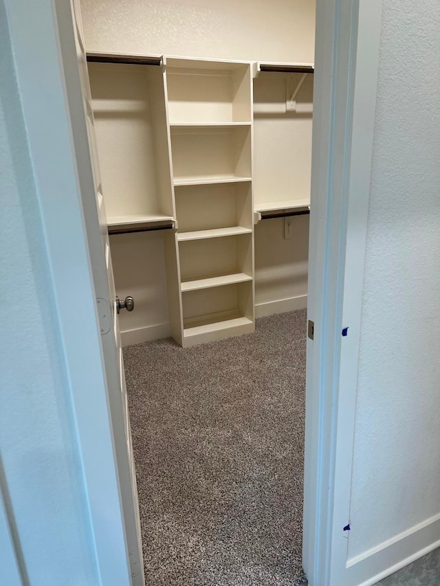 walk in closet with carpet floors