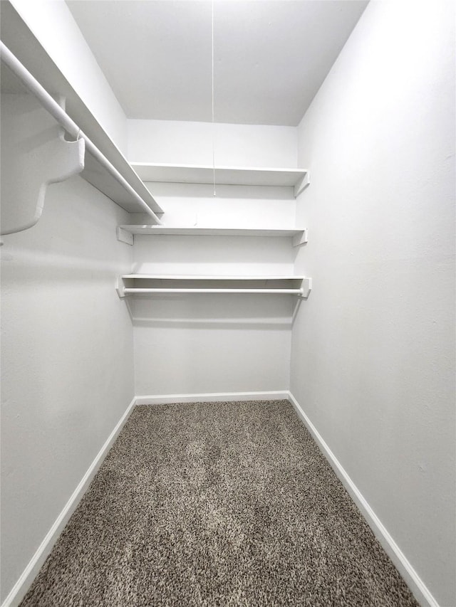 spacious closet featuring carpet flooring