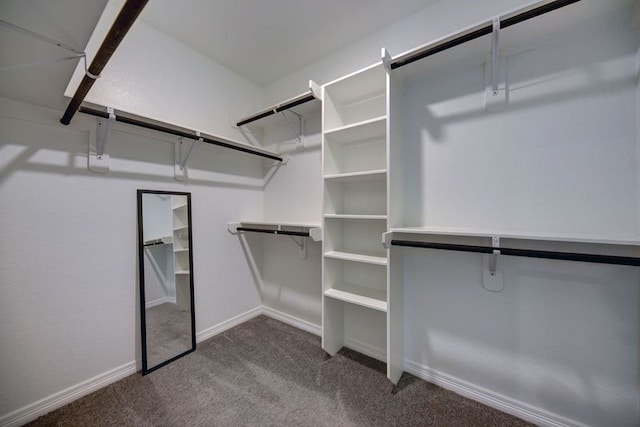 spacious closet featuring carpet