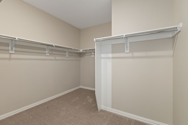 spacious closet featuring carpet floors