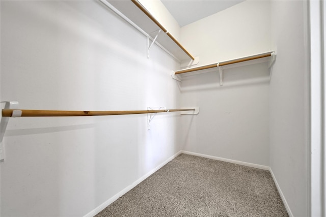 walk in closet featuring carpet flooring