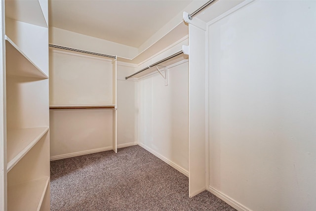 spacious closet featuring carpet floors