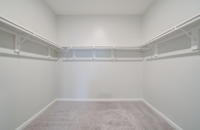 spacious closet featuring carpet