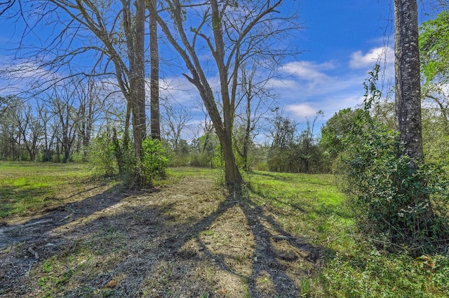 view of local wilderness