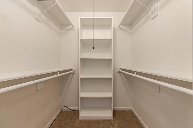 spacious closet featuring carpet floors