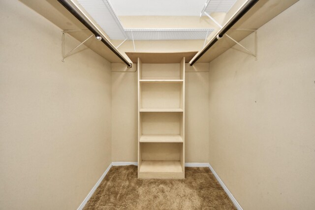 walk in closet featuring carpet flooring