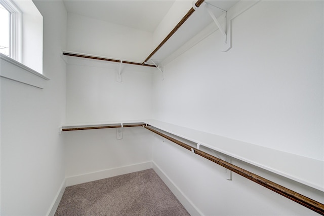 spacious closet featuring carpet floors