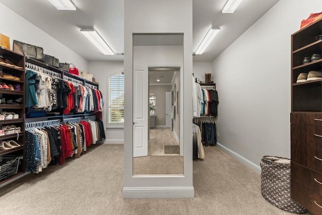 spacious closet featuring carpet