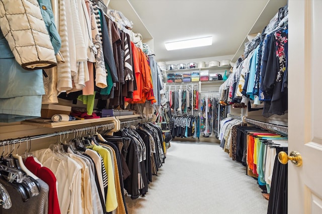 spacious closet featuring carpet