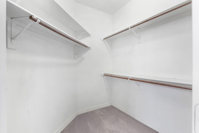 walk in closet featuring attic access and carpet