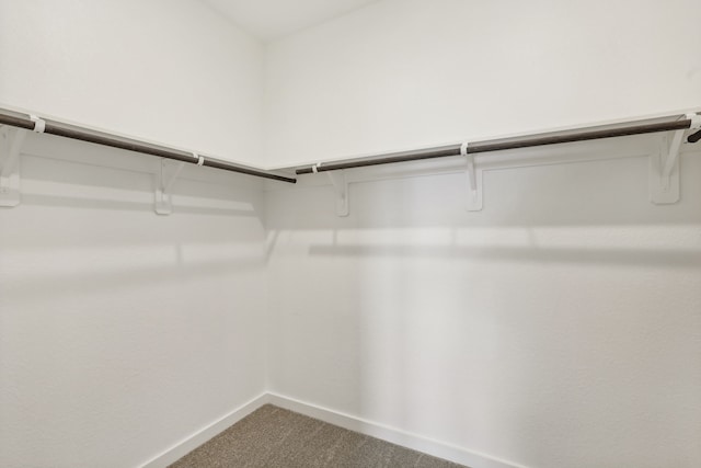 spacious closet with carpet floors