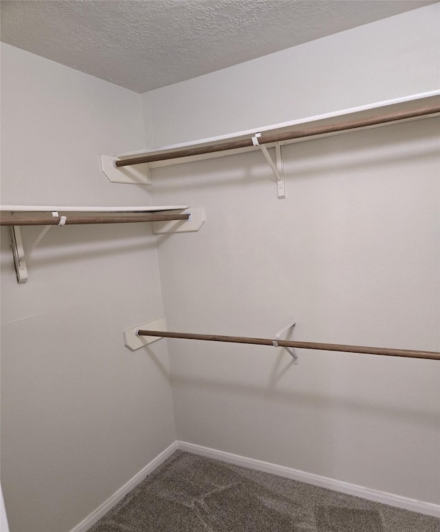 spacious closet featuring carpet