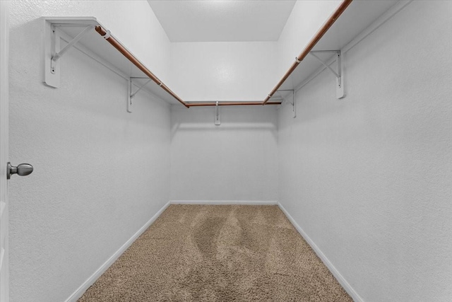 walk in closet with carpet flooring