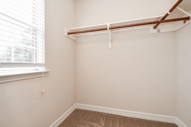 walk in closet with carpet