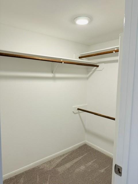 spacious closet featuring carpet flooring