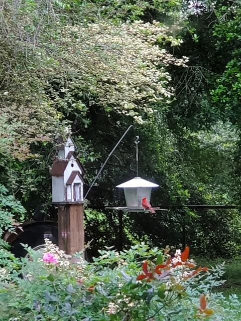 view of yard featuring a forest view