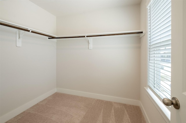 spacious closet featuring carpet flooring