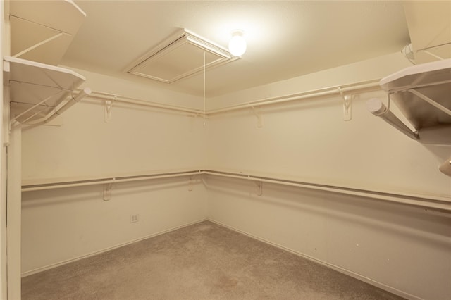 spacious closet with attic access and carpet floors