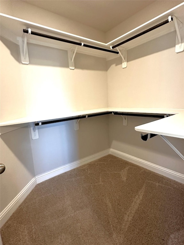 spacious closet featuring carpet floors