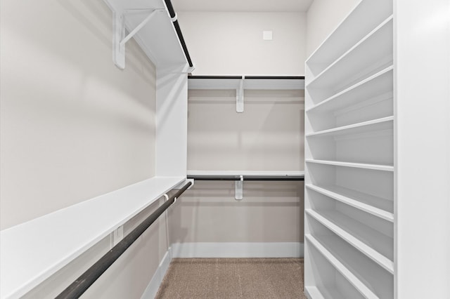 spacious closet featuring carpet floors