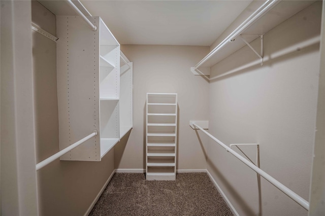 spacious closet featuring carpet flooring
