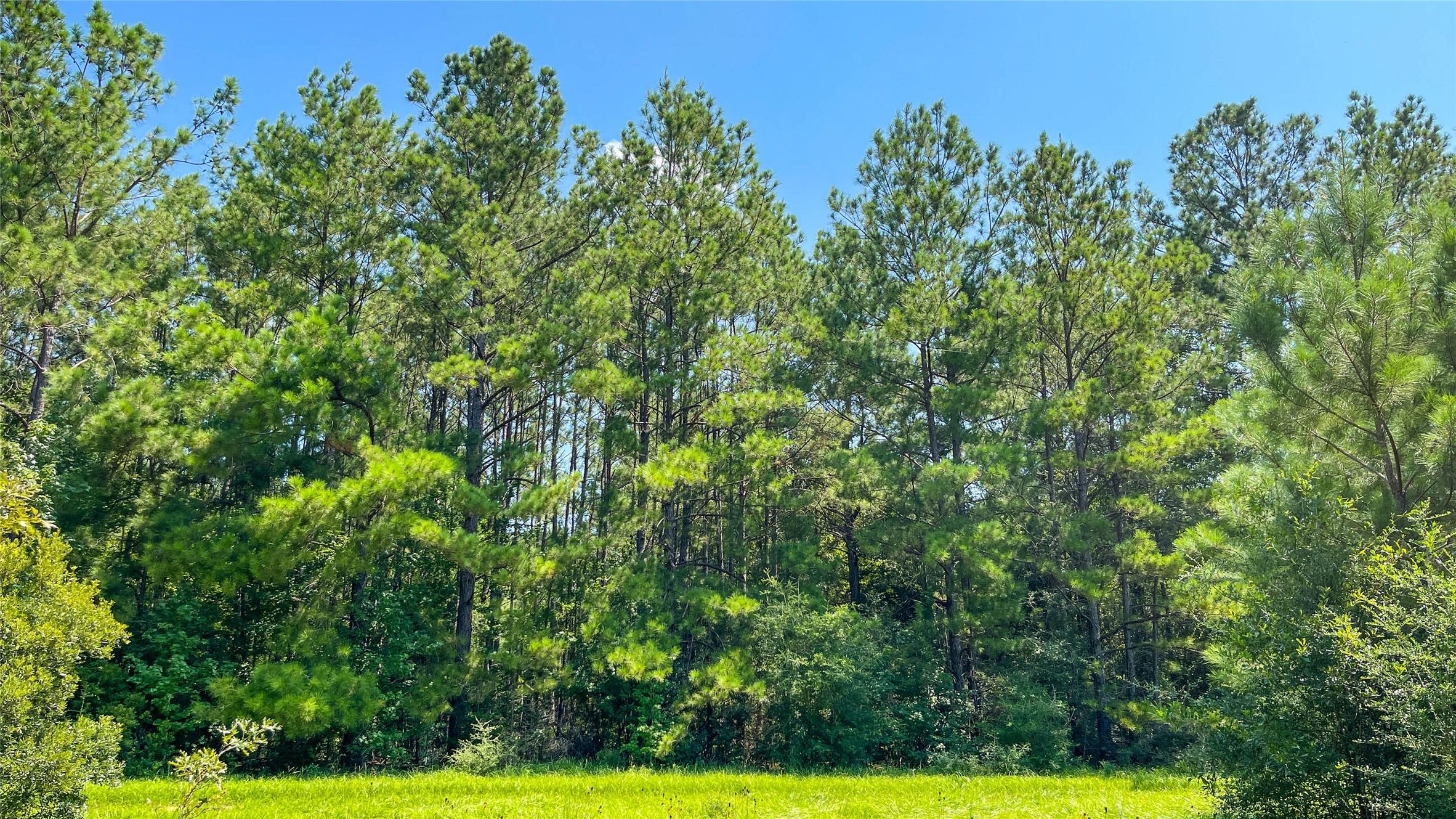 1165 County Road 3064, Kirbyville, TX 75966 - photo 6