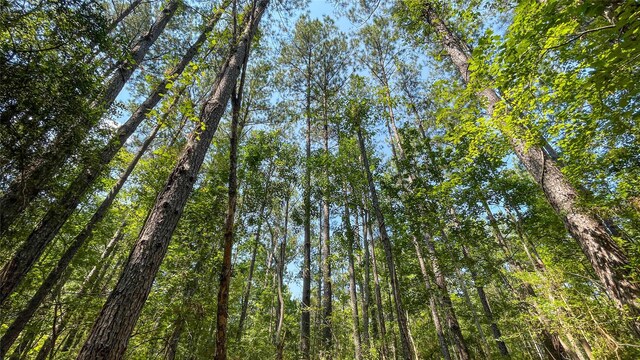 1165 County Road 3064, Kirbyville, TX 75966 - photo 7