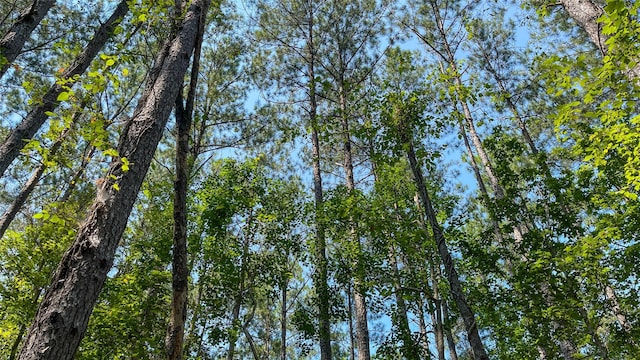 1165 County Road 3064, Kirbyville, TX 75966 - photo 9