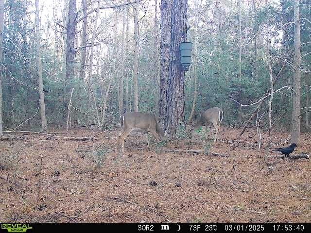 1165 County Road 3064, Kirbyville, TX 75966 - photo 28