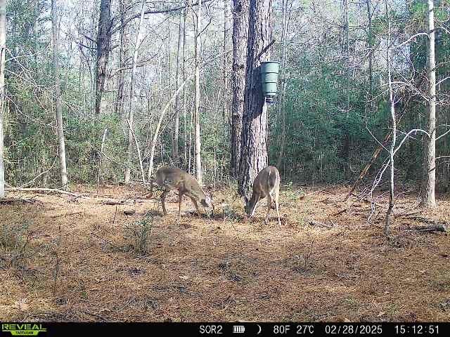 1165 County Road 3064, Kirbyville, TX 75966 - photo 30