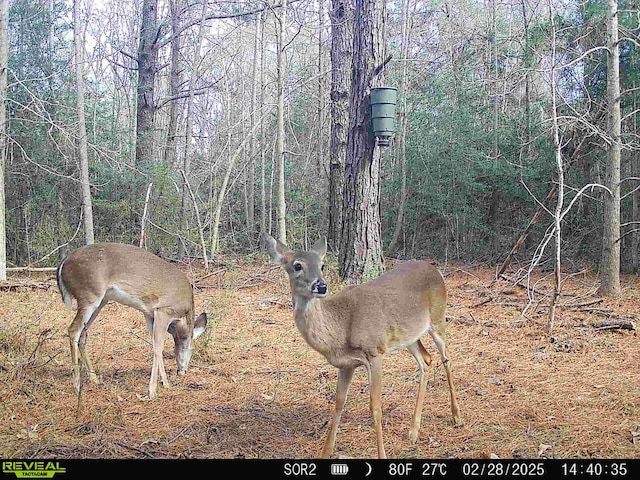 1165 County Road 3064, Kirbyville, TX 75966 - photo 31