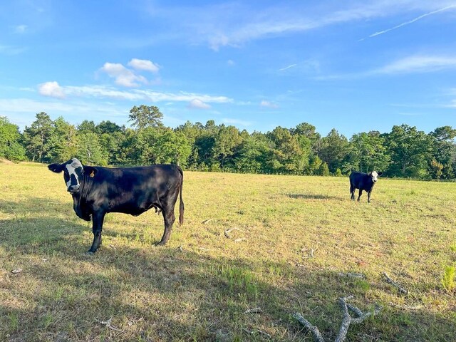 6275 County Road 206, Plantersville, TX 77363 - photo 6