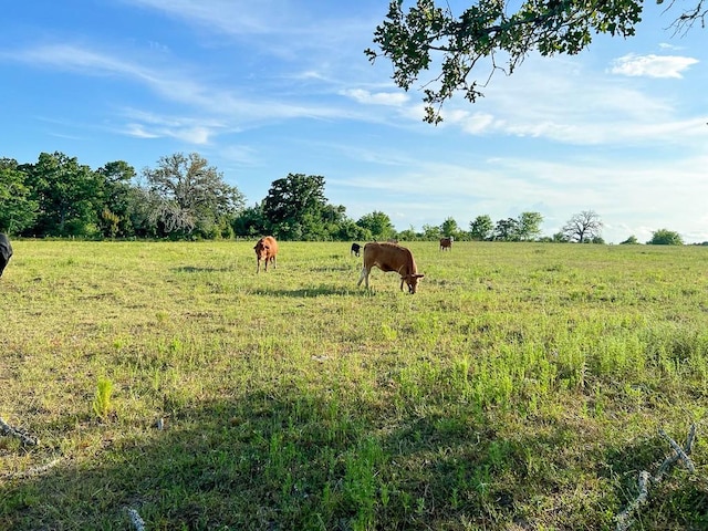6275 County Road 206, Plantersville, TX 77363 - photo 7