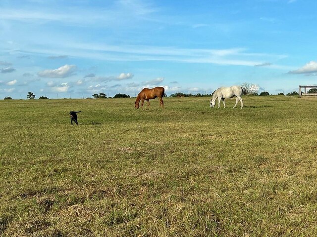 6275 County Road 206, Plantersville, TX 77363 - photo 20
