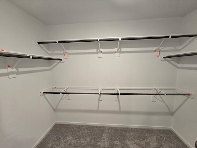 spacious closet featuring carpet flooring