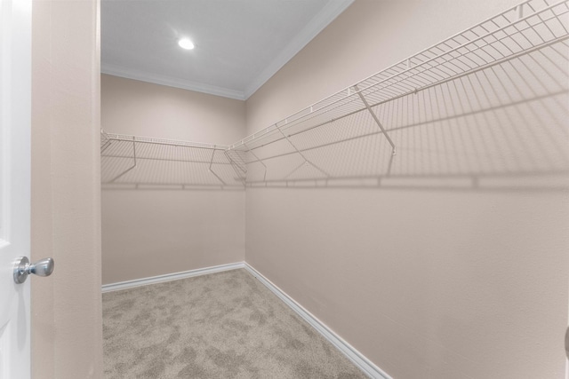 walk in closet with carpet floors