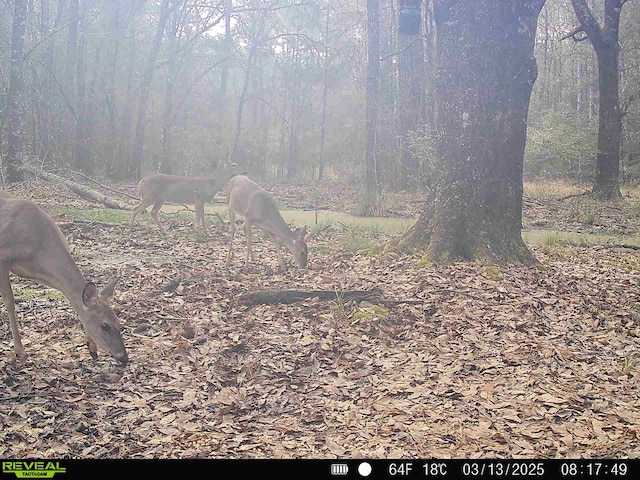 TBD Bowie Rd, Kountze, TX 77625