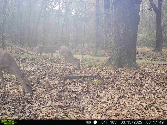 TBD Bowie Rd, Kountze, TX 77625