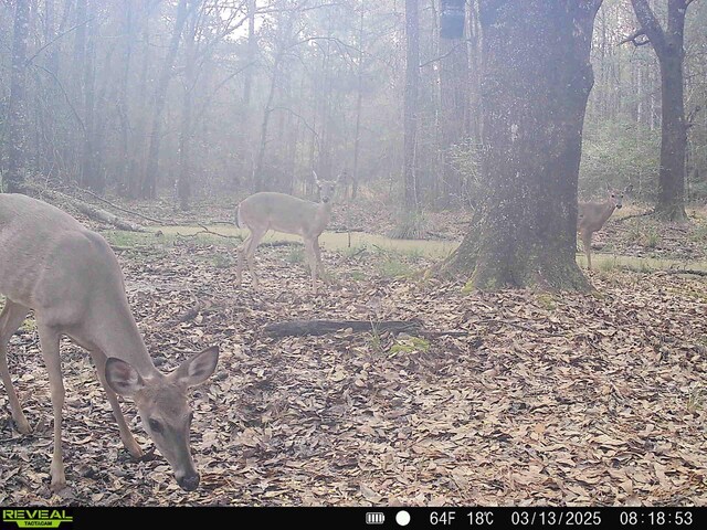TBD Bowie Rd, Kountze, TX 77625
